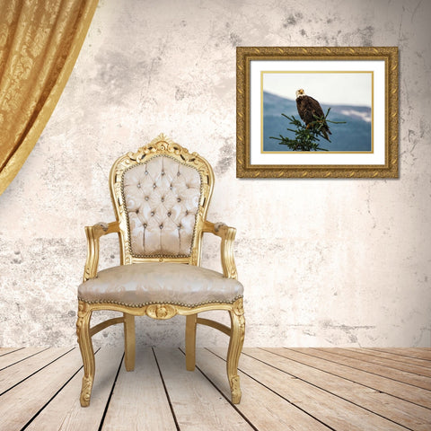 Bald Eagle I Gold Ornate Wood Framed Art Print with Double Matting by Hellmann, Stan