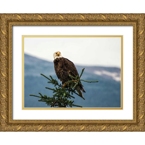 Bald Eagle I Gold Ornate Wood Framed Art Print with Double Matting by Hellmann, Stan