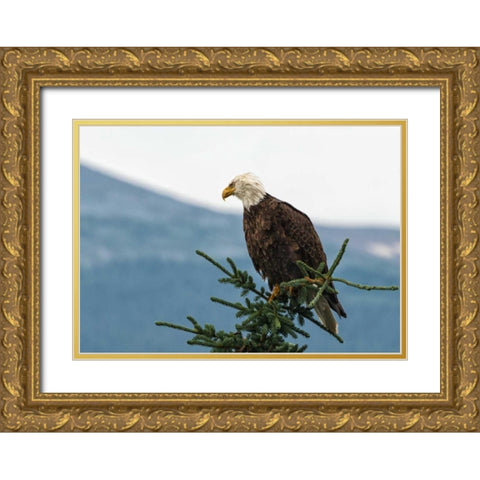Bald Eagle II Gold Ornate Wood Framed Art Print with Double Matting by Hellmann, Stan