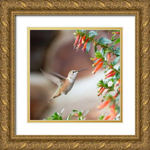 Hummingbird Gold Ornate Wood Framed Art Print with Double Matting by Hellmann, Stan