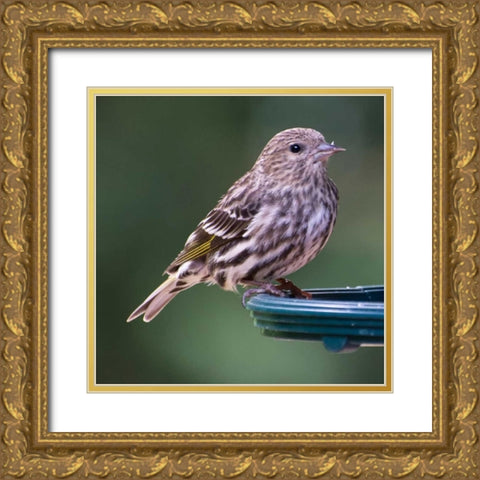 Pine Siskin Gold Ornate Wood Framed Art Print with Double Matting by Hellmann, Stan