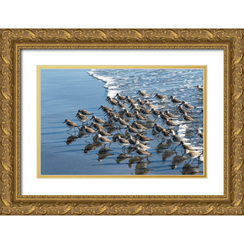 Sandpipers at Kalaloch Gold Ornate Wood Framed Art Print with Double Matting by Hellmann, Stan