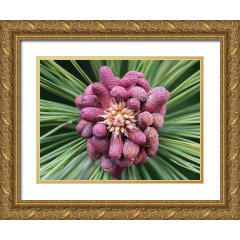 Forming Pine Cone Gold Ornate Wood Framed Art Print with Double Matting by Hellmann, Stan