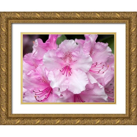 Rhododendron Gold Ornate Wood Framed Art Print with Double Matting by Hellmann, Stan