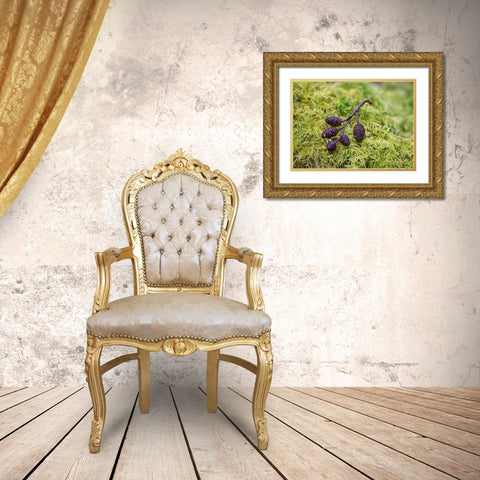 Tiny Alder Cones on Fern Moss Gold Ornate Wood Framed Art Print with Double Matting by Hellmann, Stan