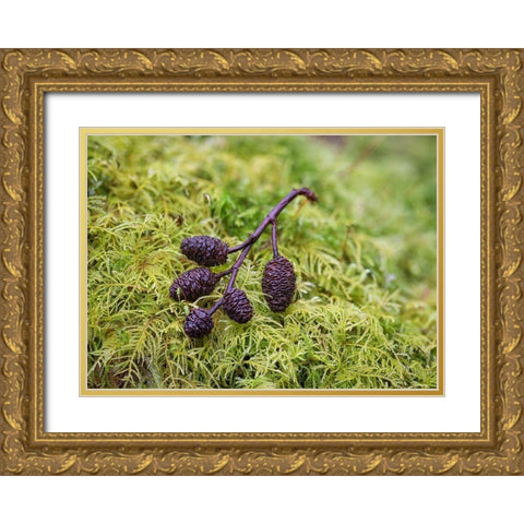 Tiny Alder Cones on Fern Moss Gold Ornate Wood Framed Art Print with Double Matting by Hellmann, Stan