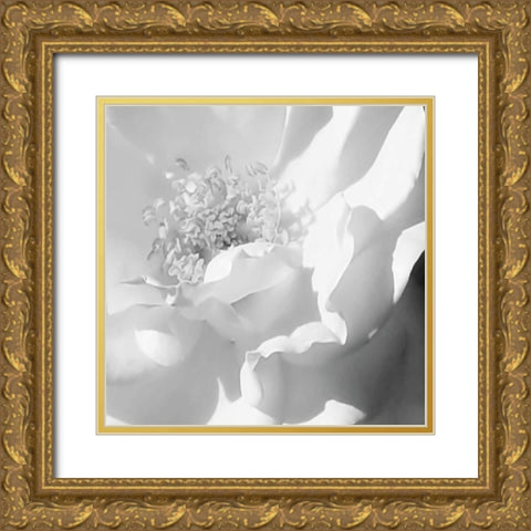 BW Rose Sq II Gold Ornate Wood Framed Art Print with Double Matting by Hausenflock, Alan