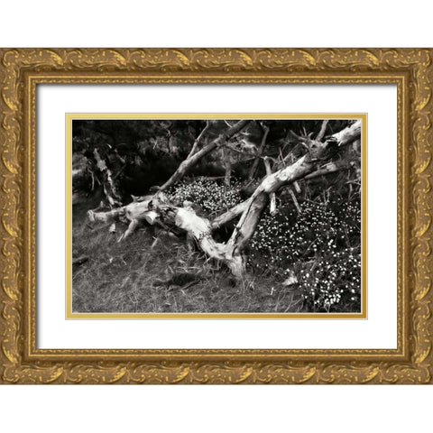 Fallen Cypress I Gold Ornate Wood Framed Art Print with Double Matting by Hausenflock, Alan