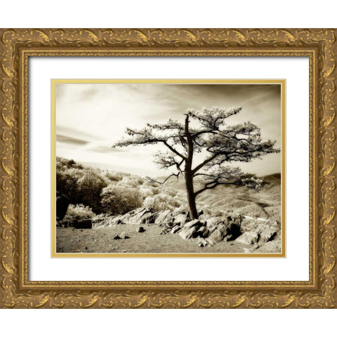 Lone Pine I Gold Ornate Wood Framed Art Print with Double Matting by Hausenflock, Alan