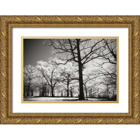 Bright Spring Day II Gold Ornate Wood Framed Art Print with Double Matting by Hausenflock, Alan