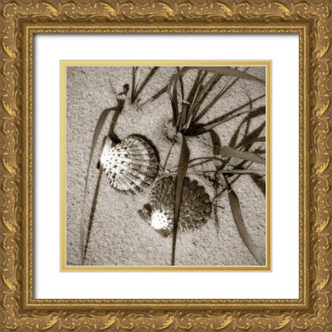 Seashells IV Gold Ornate Wood Framed Art Print with Double Matting by Hausenflock, Alan