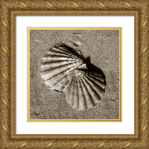 Seashells V Gold Ornate Wood Framed Art Print with Double Matting by Hausenflock, Alan