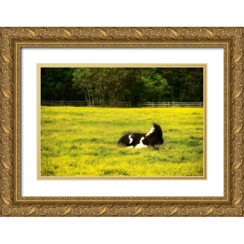 Black Pinto I Gold Ornate Wood Framed Art Print with Double Matting by Hausenflock, Alan