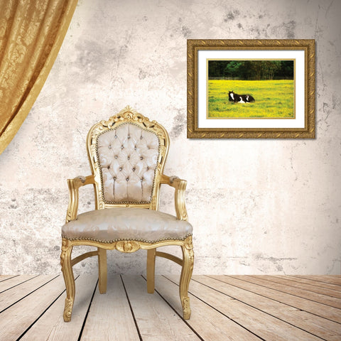 Black Pinto II Gold Ornate Wood Framed Art Print with Double Matting by Hausenflock, Alan