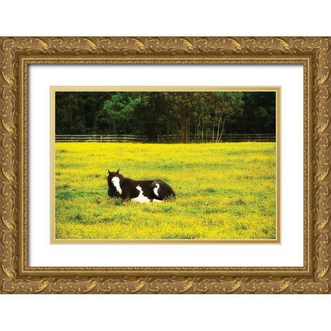 Black Pinto II Gold Ornate Wood Framed Art Print with Double Matting by Hausenflock, Alan
