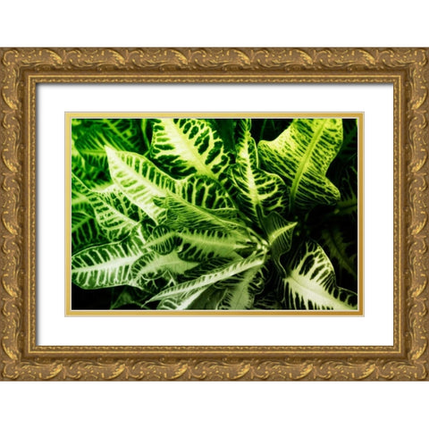 Tropical Foliage IV Gold Ornate Wood Framed Art Print with Double Matting by Hausenflock, Alan