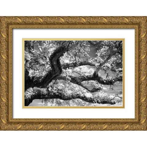 Coast Live Oak I Gold Ornate Wood Framed Art Print with Double Matting by Hausenflock, Alan