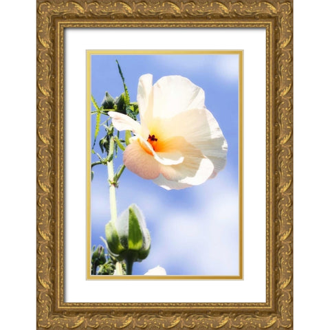 Hibiscus II Gold Ornate Wood Framed Art Print with Double Matting by Hausenflock, Alan