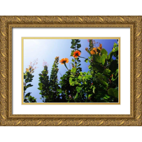 Summer Garden I Gold Ornate Wood Framed Art Print with Double Matting by Hausenflock, Alan