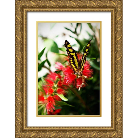 Bairds Swallowtail I Gold Ornate Wood Framed Art Print with Double Matting by Hausenflock, Alan