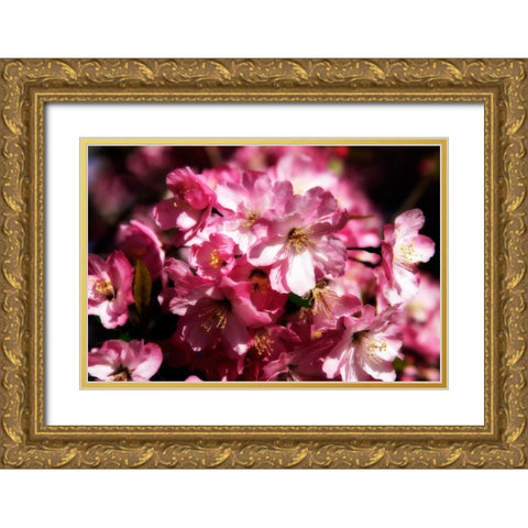 Cherry Blossoms II Gold Ornate Wood Framed Art Print with Double Matting by Hausenflock, Alan