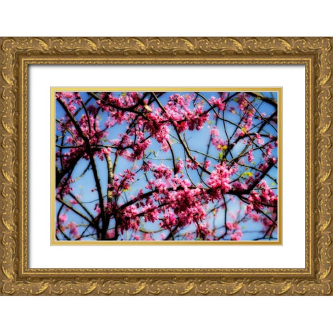 Spring Show II Gold Ornate Wood Framed Art Print with Double Matting by Hausenflock, Alan
