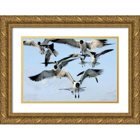 Gulls II Gold Ornate Wood Framed Art Print with Double Matting by Hausenflock, Alan