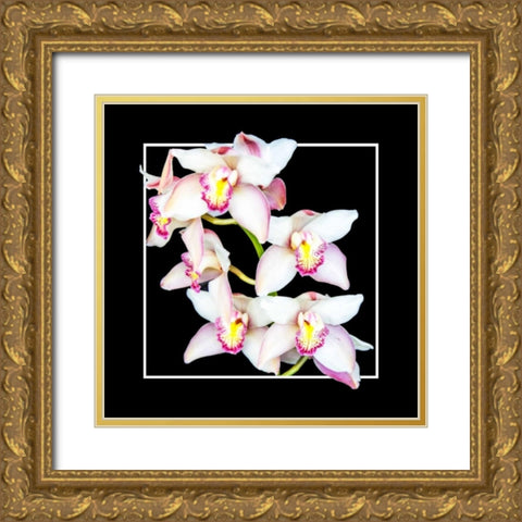 Orchids on Black II Gold Ornate Wood Framed Art Print with Double Matting by Hausenflock, Alan