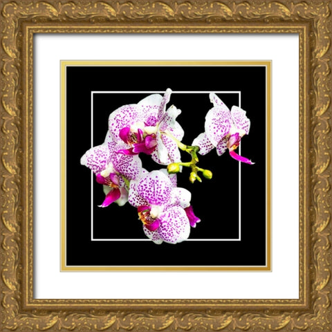 Orchids on Black III Gold Ornate Wood Framed Art Print with Double Matting by Hausenflock, Alan