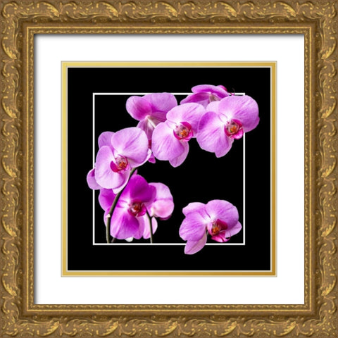 Orchids on Black IV Gold Ornate Wood Framed Art Print with Double Matting by Hausenflock, Alan