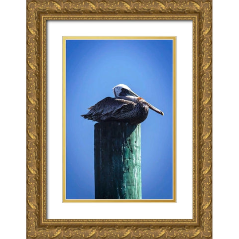 Mr. Pelican II Gold Ornate Wood Framed Art Print with Double Matting by Hausenflock, Alan