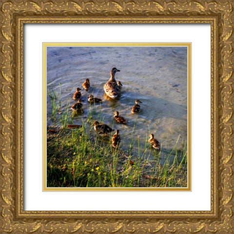 Mother Duck And Family II Gold Ornate Wood Framed Art Print with Double Matting by Hausenflock, Alan