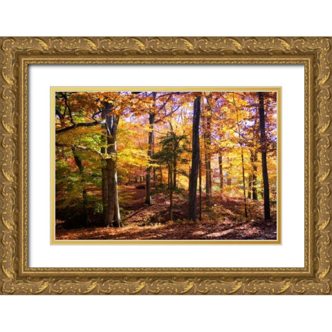 Hanover Forest II Gold Ornate Wood Framed Art Print with Double Matting by Hausenflock, Alan