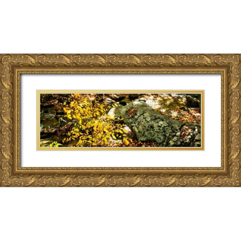 Forest Floor II Gold Ornate Wood Framed Art Print with Double Matting by Hausenflock, Alan