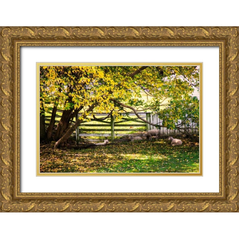 Lambs II Gold Ornate Wood Framed Art Print with Double Matting by Hausenflock, Alan