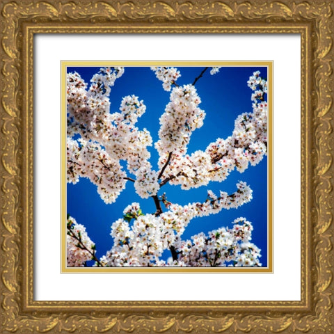 Springs Herald I Gold Ornate Wood Framed Art Print with Double Matting by Hausenflock, Alan
