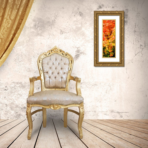 Autumn Maple I Gold Ornate Wood Framed Art Print with Double Matting by Hausenflock, Alan