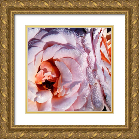 Pink Roses Gold Ornate Wood Framed Art Print with Double Matting by Hausenflock, Alan