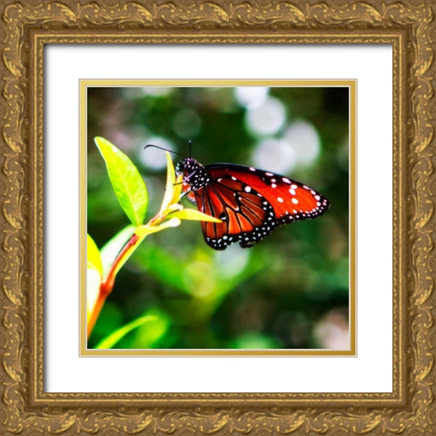 Resting Butterfly IV Gold Ornate Wood Framed Art Print with Double Matting by Hausenflock, Alan