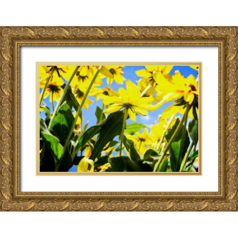 Yellow Daisies Gold Ornate Wood Framed Art Print with Double Matting by Hausenflock, Alan