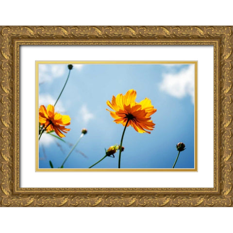 Reaching for the Sun I Gold Ornate Wood Framed Art Print with Double Matting by Hausenflock, Alan
