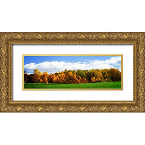 Trees of Gold Gold Ornate Wood Framed Art Print with Double Matting by Hausenflock, Alan