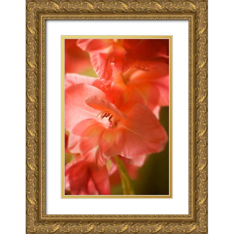 Bella Rosa I Gold Ornate Wood Framed Art Print with Double Matting by Hausenflock, Alan