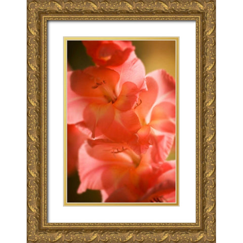 Bella Rosa II Gold Ornate Wood Framed Art Print with Double Matting by Hausenflock, Alan