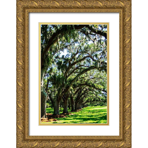 Avenue of Oaks I Gold Ornate Wood Framed Art Print with Double Matting by Hausenflock, Alan