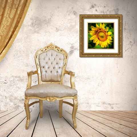 Sunflower II Gold Ornate Wood Framed Art Print with Double Matting by Hausenflock, Alan