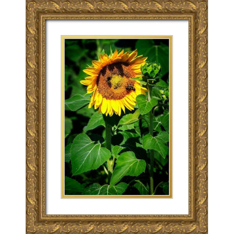 A Summer Flower I Gold Ornate Wood Framed Art Print with Double Matting by Hausenflock, Alan