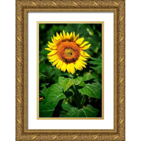 A Summer Flower II Gold Ornate Wood Framed Art Print with Double Matting by Hausenflock, Alan