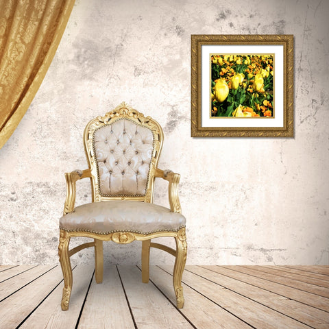 Yellow Tulips Gold Ornate Wood Framed Art Print with Double Matting by Hausenflock, Alan