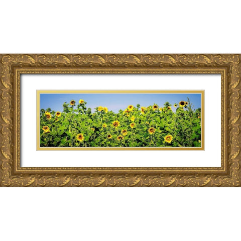 Sunny Sunflowers I Gold Ornate Wood Framed Art Print with Double Matting by Hausenflock, Alan